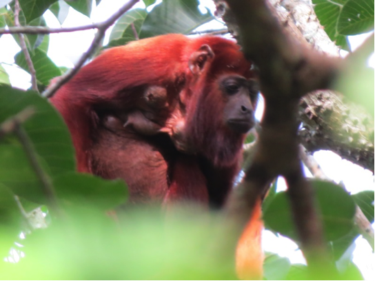 alouatta seniculus 1 sff los colorados