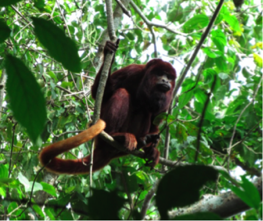 alouatta seniculus 7 sff los colorados