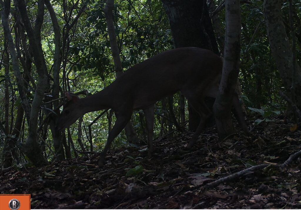 venado sff los colorados 1