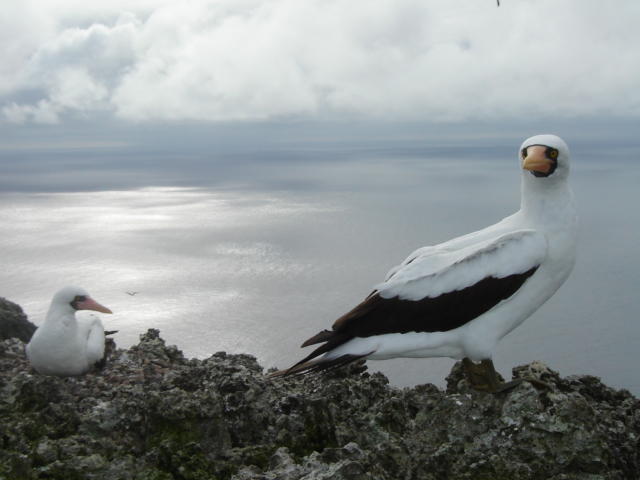 archivo sff malpelo