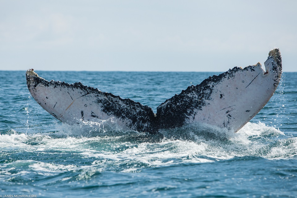 ballenas james montealegre 3