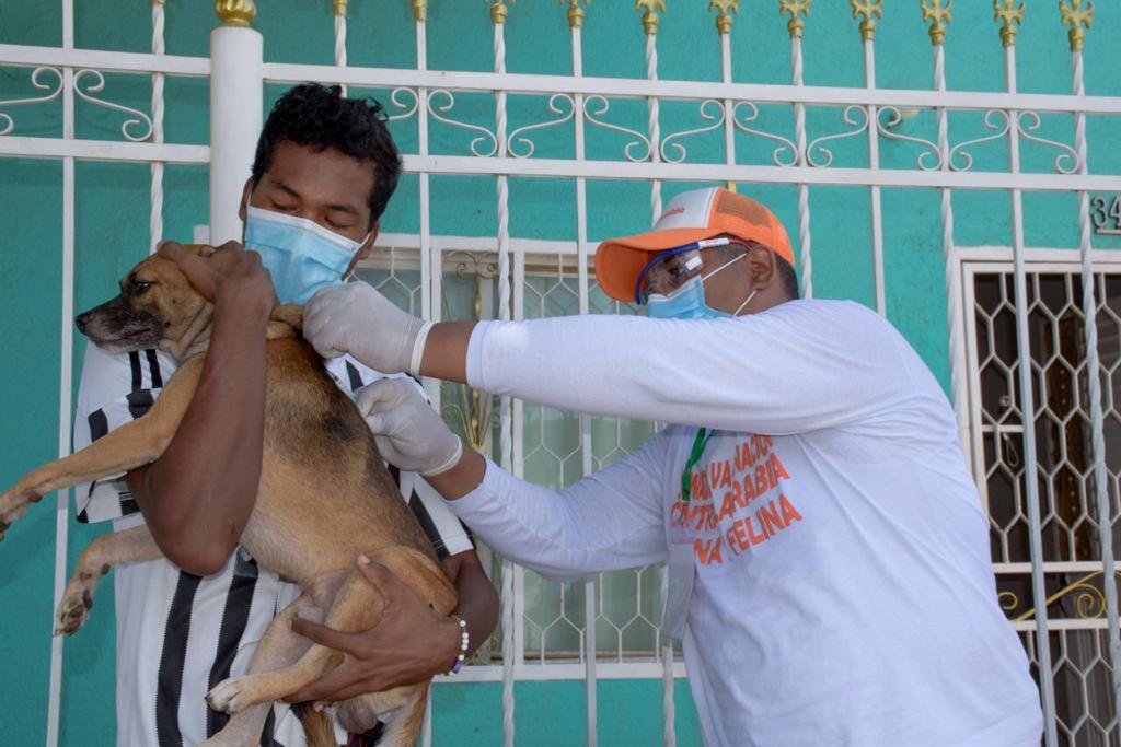 En lo corrido del 2022 Alcaldía de Santa Marta ha vacunado a 917 caninos y felinos contra la rabia 1 En lo corrido del 2022 Alcaldia de Santa Marta ha vacunado a 917 caninos y felinos contra la rabia 4