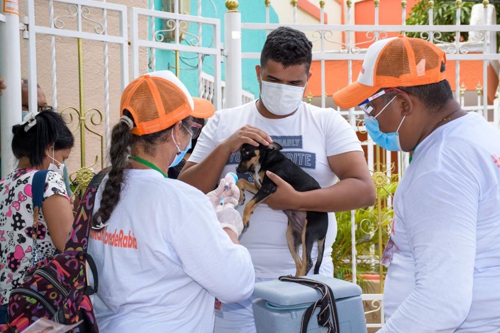 En lo corrido del 2022 Alcaldía de Santa Marta ha vacunado a 917 caninos y felinos contra la rabia 3 En lo corrido del 2022 Alcaldia de Santa Marta ha vacunado a 917 caninos y felinos contra la rabia