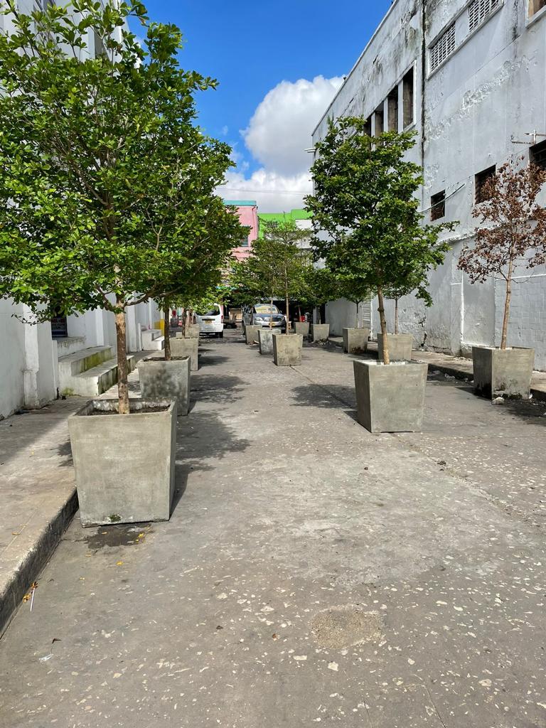 Arborización urbana 2