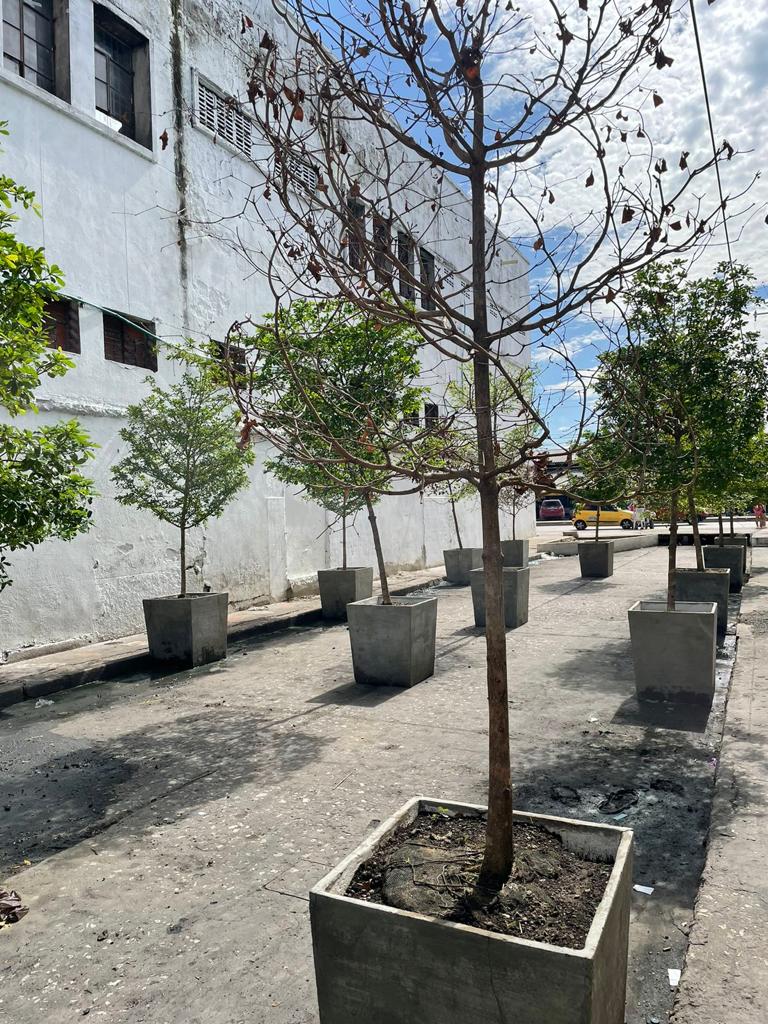 Arborización urbana 3