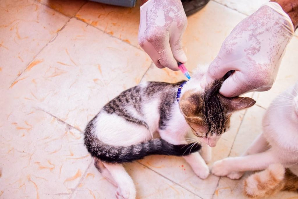 Gracias al programa ´Alcaldía en la calle´, adulta mayor logró vacunar a sus siete gatos 3 Gracias al programa ´Alcaldia en la calle´ adulta mayor logro vacunar a sus siete gatos 3