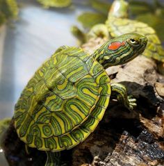 Ninos y ninas escogieron a la Tortuga Icotea como nuevo alcalde del Zoologico de Barranquilla 2