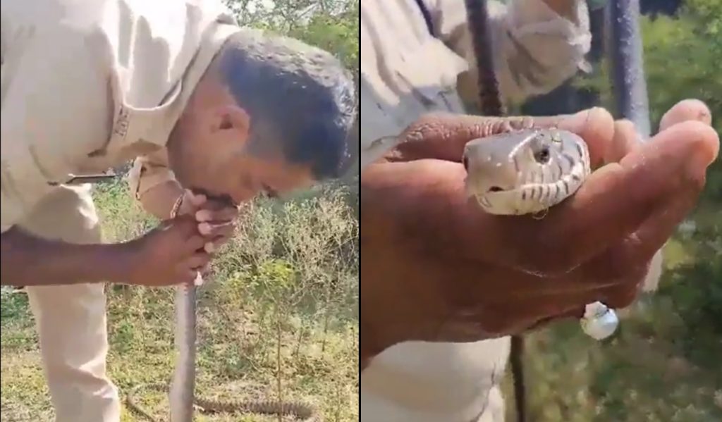 Policía le devuelve la vida a una serpiente con respiración boca a boca 1 beso de la vida a serpiente
