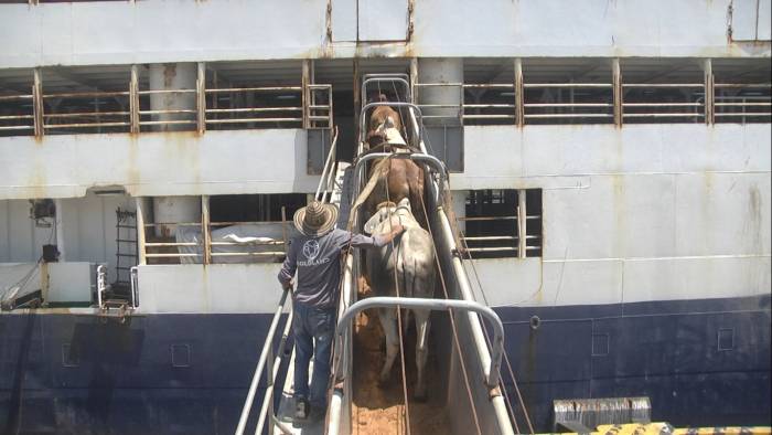 FEDEGÁN alerta por el impacto negativo que generará resolución del ICA sobre exportación de ganado en pie 2 WhatsApp Image 2024 02 21 at 1.12.54 PM