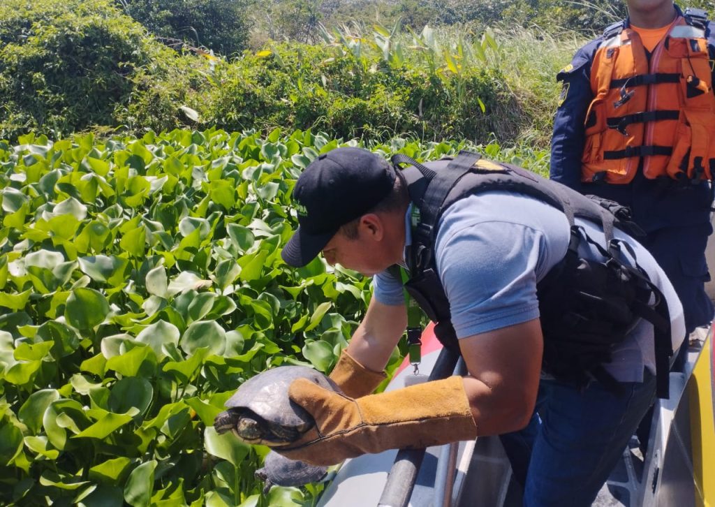 Armada de Colombia recupera y libera 37 hicoteas en el Río Magdalena 2 Armada Hicoteas liberadas 1