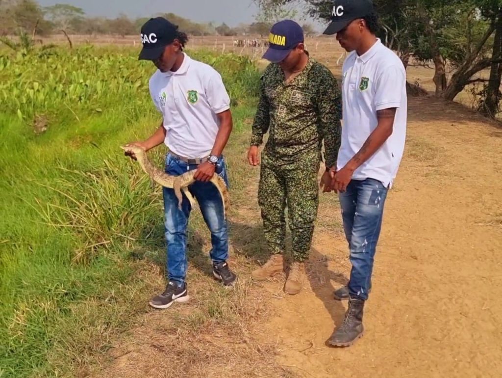 ARMADA DE COLOMBIA RECUPERA Y LIBERA 66 ESPECIES DE FAUNA SILVESTRE 4 Imagen de WhatsApp 2024 03 28 a las 18.38.02 ad89f273