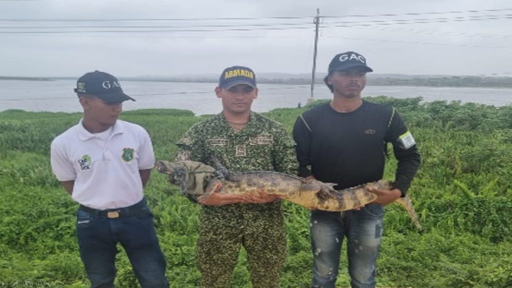 ARMADA DE COLOMBIA RECUPERA Y LIBERA 66 ESPECIES DE FAUNA SILVESTRE 6 Imagen de WhatsApp 2024 03 28 a las 18.38.02 f141fccf