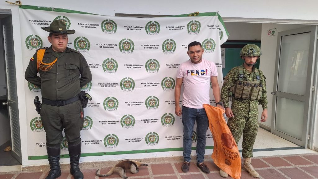 ARMADA DE COLOMBIA RECUPERA Y LIBERA 66 ESPECIES DE FAUNA SILVESTRE 1 Imagen de WhatsApp 2024 03 28 a las 18.38.03 2398a17b