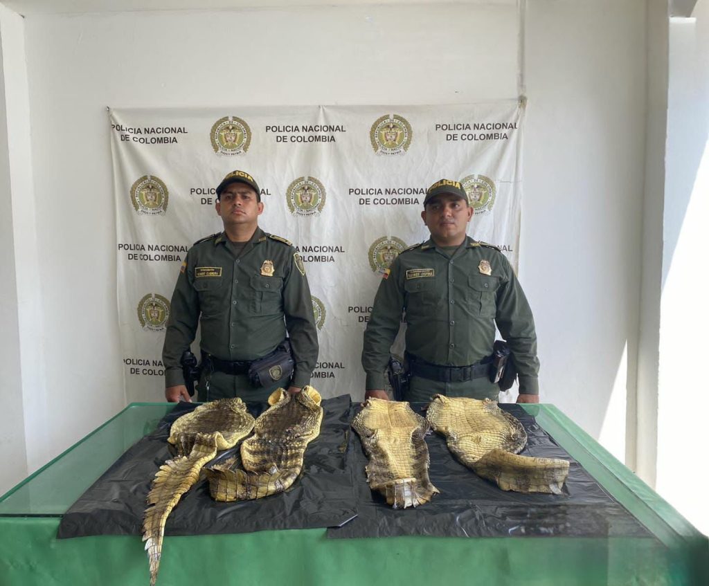 Incautan 213 kilogramos de pescados, que no cumplían normas en el Atlántico 1 Incautan 213 kilogramos de pescados que no cumplian normas en el Atlantico foto 2