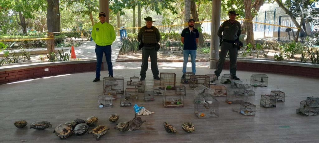 Autoridades incautaron 21 kilos de huevos de iguana previo a Semana Santa 1 Operativos proteccion fauna silvestre15