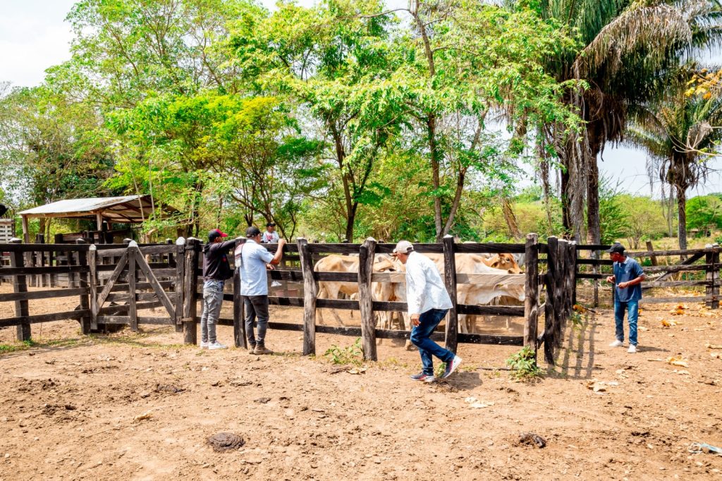 Pequeños productores del Magdalena se benefician del programa de ganadería sostenible que impulsa la Gobernación del Magdalena 3 Pequenos productores del Magdalena 5