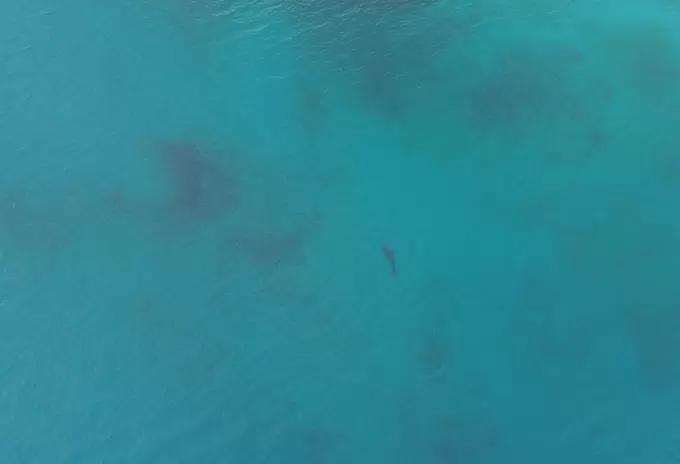 Tiburón Tigre en San Andrés