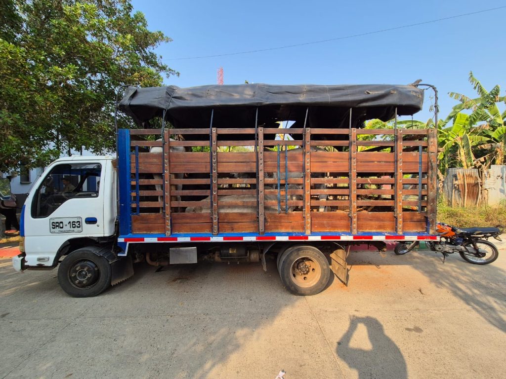 Lo capturan transportando 4 vacas y un caballo que había hurtado en una finca en Marialabaja 2 1df16e77 0db5 430d aaa4 8e73753118a5