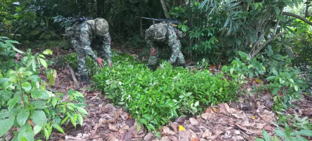 Ejército destruyó de forma controlada tres laboratorios de coca y dos semilleros pertenecientes al Clan del Golfo 7 ef695085 8607 4e89 825a ef14dc64599d