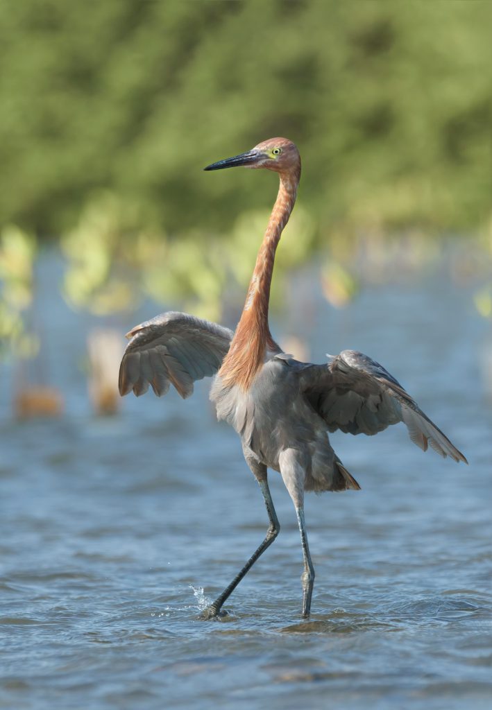 PRESENCIA DE AVES 4