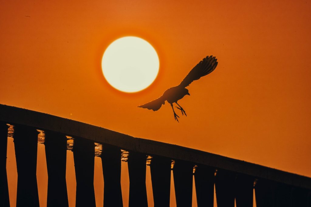 PRESENCIA DE AVES 7