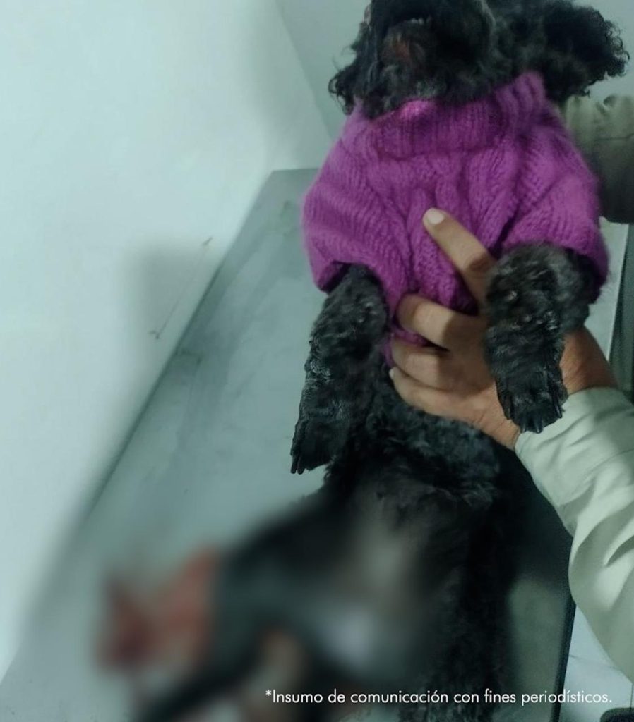 A la cárcel hombre que habría maltratado a su pareja y causado la muerte a su animal de compañía 1 c743a045 038c 46f1 9fa3 6b6847971ee5