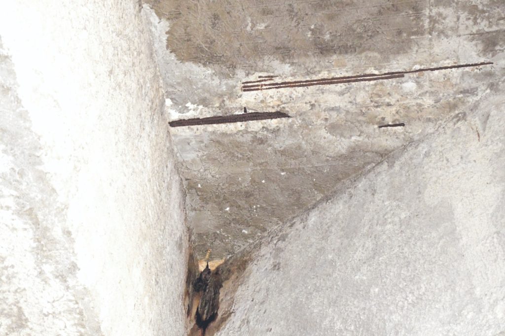 El abandono, la plaga que carcome los puentes de la ciudad 5 303b5c5e 1e93 425a 9e4a 6934d1f5089e