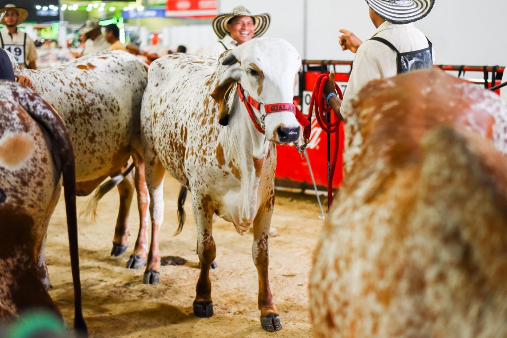 Con gran éxito: Agroexpo Caribe 2024 trajo al campo a la ciudad 2 IMG 20240721 WA0043
