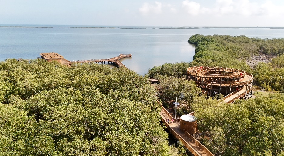 El mangle, un superárbol guardián que protege a Barranquilla desde la ciénaga de Mallorquín 1 ae966191 7758 4451 aee0 63b0f308cde8 10