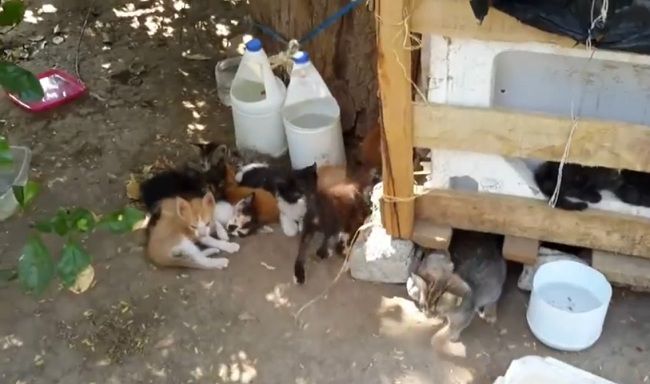 Los animales en Santa Marta viven un infierno: Animalista 2 WhatsApp Image 2024 08 15 at 16.35.31 1