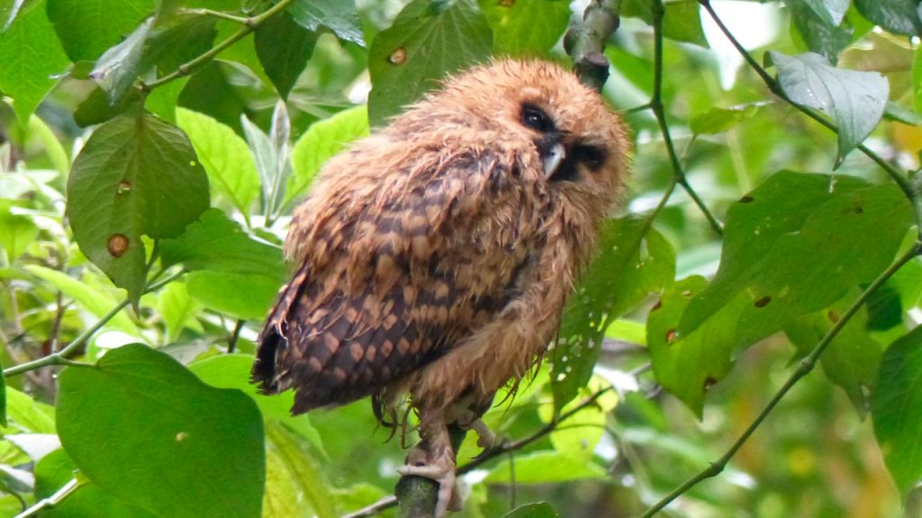 Previo a la inauguración de la COP16 se realizará en Bogotá el ‘Primer festival de aves de la Quinta: aves para la historia’ 1 241016 Primer festival aves Quinta aves historia 2 1280