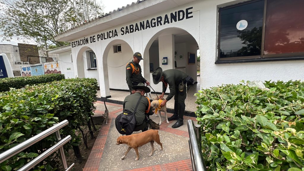 La Policía Nacional exalta y agradece la compañía incondicional de los caninos en condición de calle 1 52e86fae 195a 4a94 a5d0 498c5038dc07