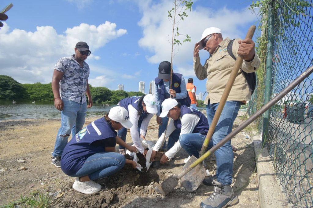 Continúa el plan de recuperación de orillas de Ciénaga de Las Quintas en Cartagena 3 IMG 20241017 WA0031