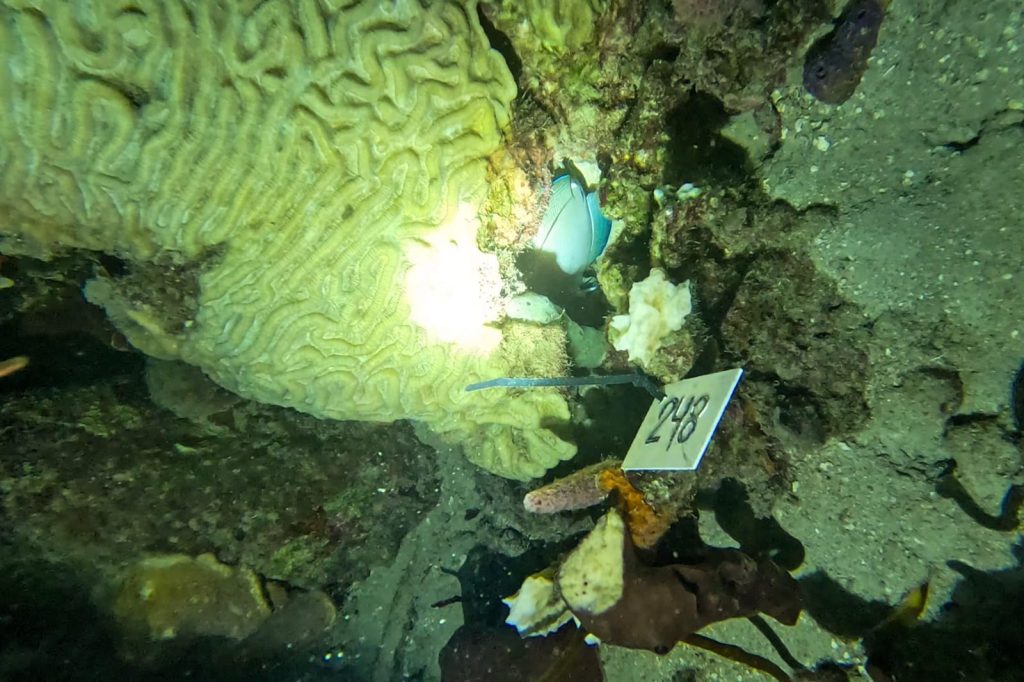 Armada de Colombia se une a la conservación de arrecifes Coralinos en Cartagena 6 d0ca7af8 0306 43b3 94d9 b596c3b33989
