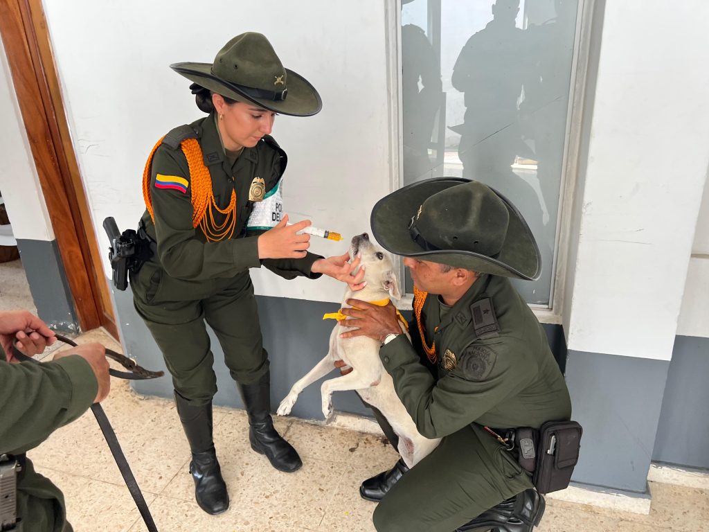 La Policía Nacional exalta y agradece la compañía incondicional de los caninos en condición de calle 2 d59b57fc 130a 4e91 a939 cb55cbafd5c4