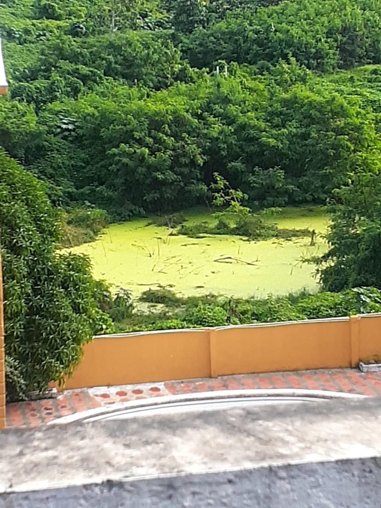 Residentes de Villas de las Colinas denuncian inseguridad y condiciones insalubres por lote enmontado y falta de limpieza 6 1d395a52 968b 4dc7 9cb7 c25dfb482ec3 1