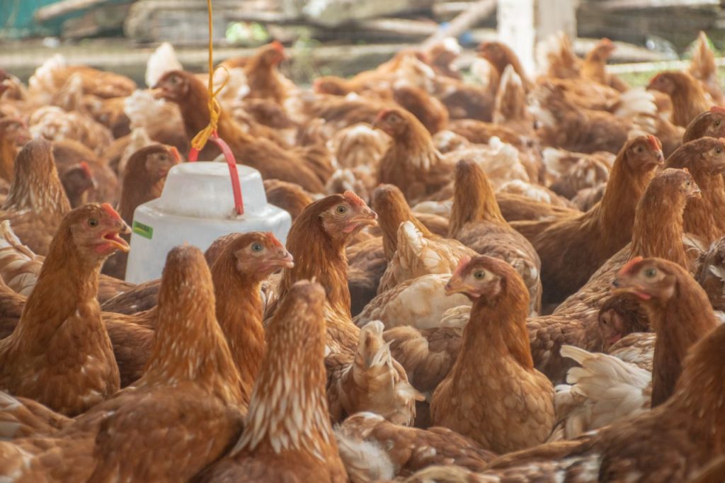 Con la entrega de 11.500 gallinas ponedoras a la comunidad campesina, Gobernador Rafael Martínez materializa la creación de la empresa agroindustrial más fuerte del Magdalena 4 IMG 20241101 WA0058