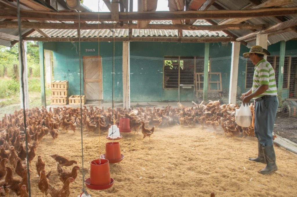 Con la entrega de 11.500 gallinas ponedoras a la comunidad campesina, Gobernador Rafael Martínez materializa la creación de la empresa agroindustrial más fuerte del Magdalena 3 IMG 20241101 WA0059