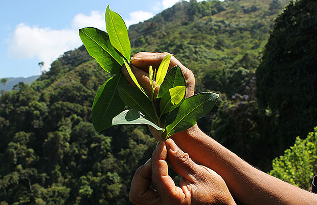 Ministerio de Justicia avanza en la reglamentación del uso de la hoja de coca y amapola 1 Uso de la hoja de coca y amapola en Colombia