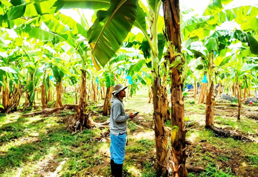 Augura destaca avances en la lucha contra el hongo Fusarium y pide al Gobierno fortalecer la protección de la agroindustria bananera 1 WhatsApp Image 2024 11 25 at 15.55.55 2