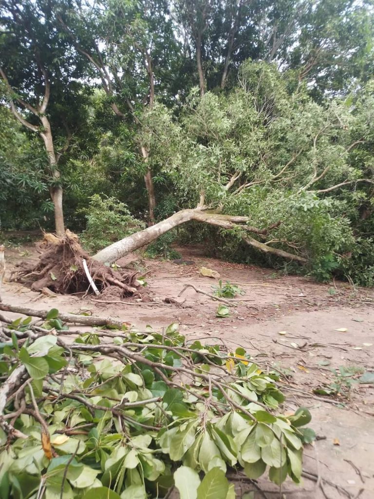 Ecoparque Jardín Botánico: el relicto de bosque seco tropical que clama por atención del Distrito 2 c9e6ec79 d9f3 40b3 bbd0 8b2b09c524e9