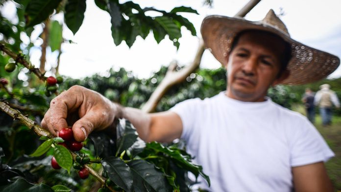 250102-Exportaciones-productos-agropecuarios-alimentos-bebidas-DANE-1280