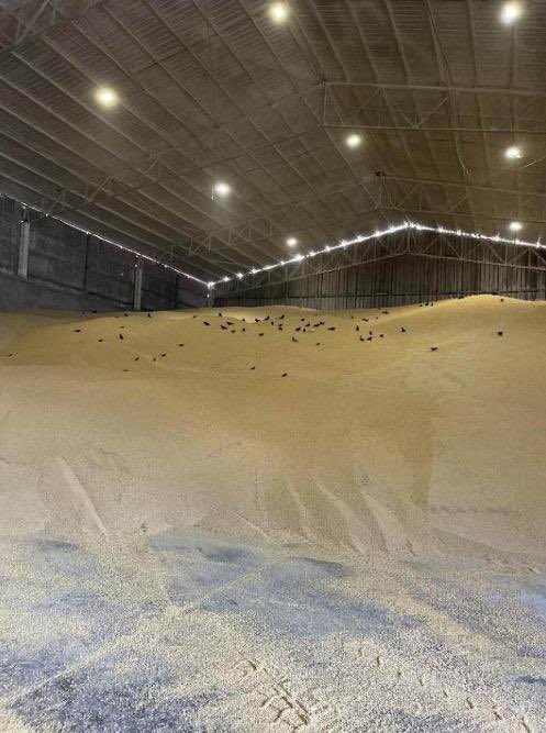 Suspenden operaciones en el Muelle 13 de Buenaventura tras inspección de la ANLA 1