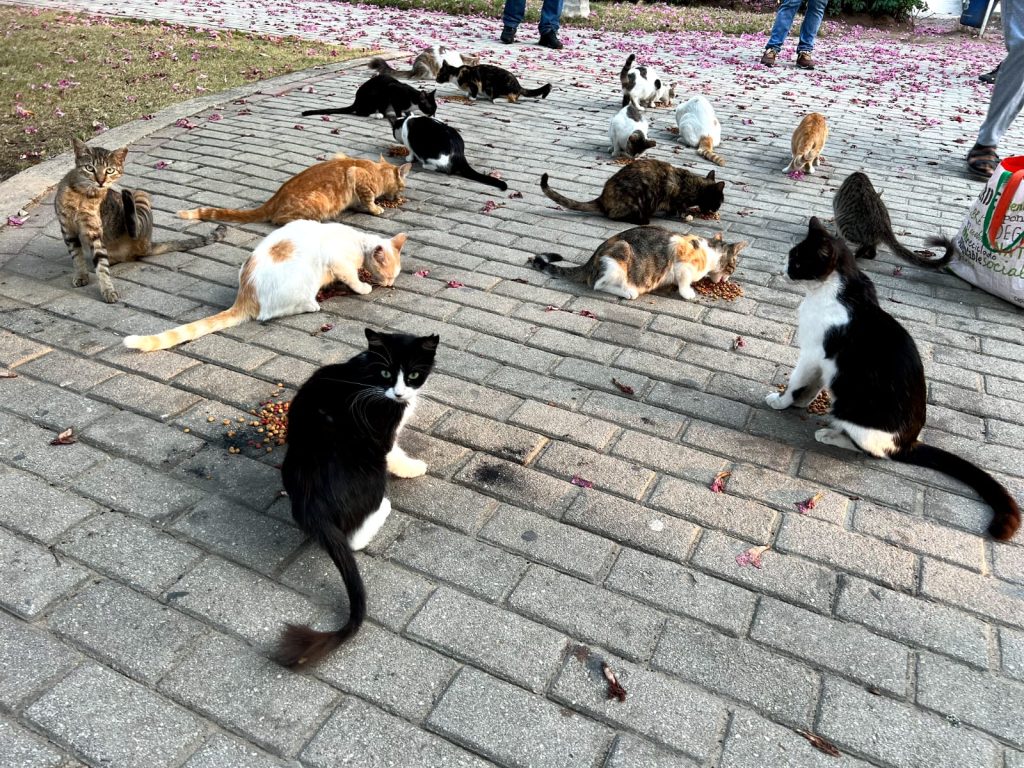 Amor y nuevos hogares para 56 felinos y 3 caninos que habitaban en el Metropolitano 2 Gatos estadio 2