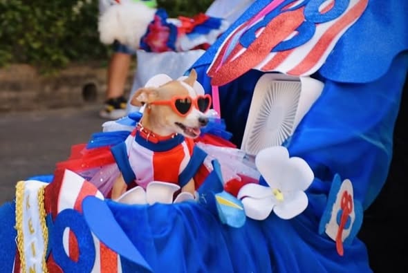 La alegría de la tradición desfila mañana en la calle 84 con “Salvaguarda y Niños en Carnaval” 5 482316028 18488337793032264 8806668824442561389 n 1
