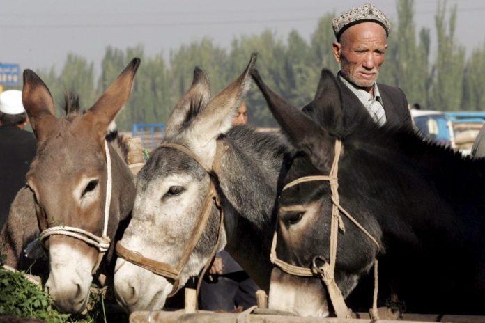 Crianza de burros en China