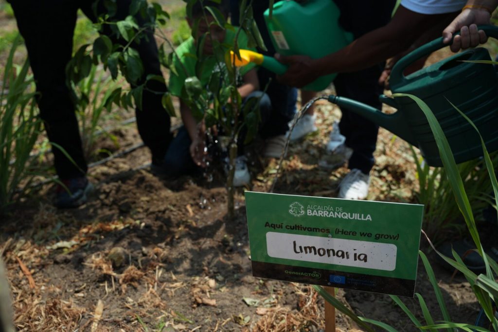 Barranquilla inaugura huerta comunitaria en La Paz y 7 de Agosto para promover seguridad alimentaria y trabajo colaborativo 1 Huerta La Paz 7 de Agosto2 1536x1024 1
