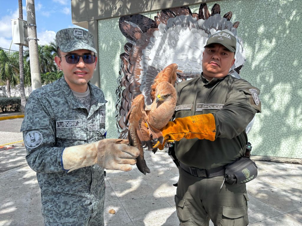 Gavilán Cangrejero encontrado en Comando Aéreo de Combate No. 3 es entregado a la Policía Ambiental 1 WhatsApp Image 2025 03 20 at 10.19.03 AM