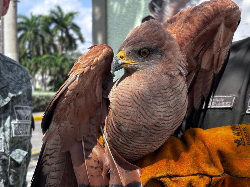 Gavilán Cangrejero encontrado en Comando Aéreo de Combate No. 3 es entregado a la Policía Ambiental 3 WhatsApp Image 2025 03 20 at 10.19.04 AM