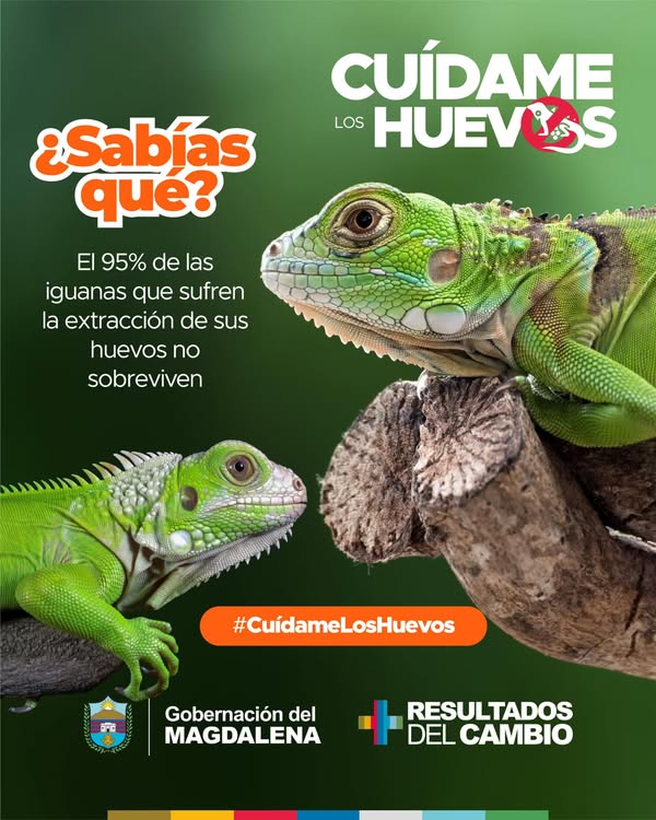 ¡l 95% de las iguanas que sufren la extracción de sus huevos no sobreviven! 1 490216421 969322768715110 9113658214033260273 n 1